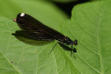 Demoiselle bistre (femelle)