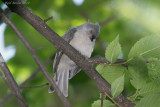 Msange bicolore (Tufted Titmouse)