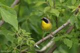 Paruline masque (Common Yellowthroat)