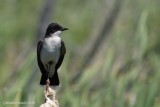 Tyran tritri (Eastern kingbird)