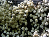 Champignons - Fungi
