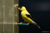 Chardonneret jaune (American Goldfinch)