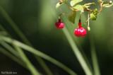 Fuschia