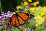 Monarque - Danaus plexippus 