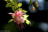 Fuschia