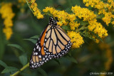 Monarque - Danaus plexippus 