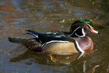 Canard branchu (Wood Duck)