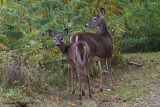 Cerf de Virginie