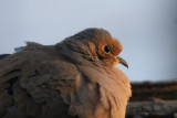 Tourterelle triste (Mourning Dove)
