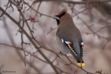 Jaseur boréal (Bohemian Waxwing)