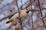 Jaseur boral (Bohemian Waxwing)