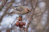 Jaseur boral (Bohemian Waxwing)