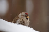 Sizerin flammé (Common Redpoll)