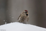 Sizerin flammé (Common Redpoll)