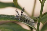 Halisidote du pommier