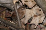 Troglodyte des frets (Winter Wren)