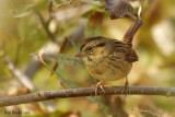 Bruant des marais (Swamp Sparrow)