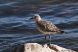 Pluvier argent (Black-bellied Plover)