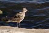 Pluvier argent (Black-bellied Plover)