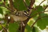 Roitelet  couronne dore (Golden-crowned Kinglet)