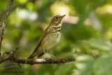 Grive solitaire (Hermit Thrush)