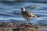 Pluvier argent (Black-bellied Plover)