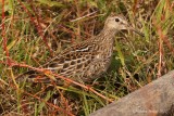 Bcasseau  poitrine cendre (Pectoral Sandpiper)