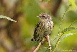 Paruline  croupion jaune (Yellow-rumped Warbler)