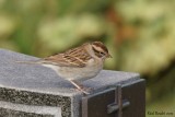 Bruant familier (Chipping Sparrow)