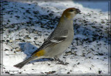 Durbec des sapins (Pine Grosbeak)