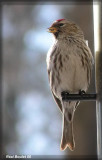 Sizerin flammé (Common Redpoll)