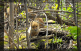 Renard roux - Red Fox