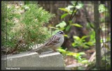 Bruant  couronne blanche (White-crowned Sparrow)