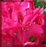 Rhododendron