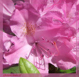 Rhododendron