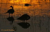 Three at Sunset