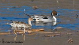 Pintail Pair