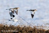 Snow Buntings on the Move