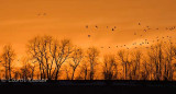 Geese Gathering at Sunset
