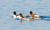 Common Merganser Couples