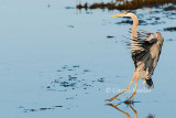 The Landing