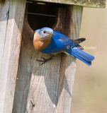 Checking Out the Nestbox
