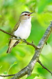 Red Eye Vireo