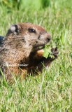 Here's What I Think of Spring