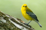 Male Prothonotary Warbler