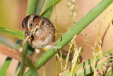 Snacking Swamp Sparrow