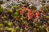British Soldiers (Lichen) Among Mosses