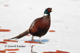 Male Ring-Neck Pheasant at Ithaca Game Farm .