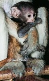 Patas Monkey Baby Being Held Tight
