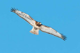 Adult Red-Tail Hawk Soaring